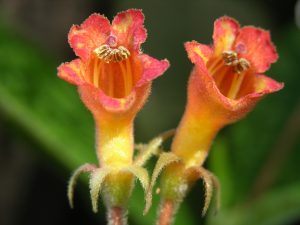 chalinarhytidophyllum-daisyanum-francisco-jimenez