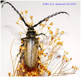 escarabajo-longicornio-de-antenas-aserradas