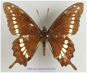 mariposa-golondrina-de-montana