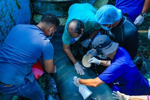 Inicia proceso de adaptación de los manatíes Juana, Pepe y Lupita para liberación en su hábitat natural