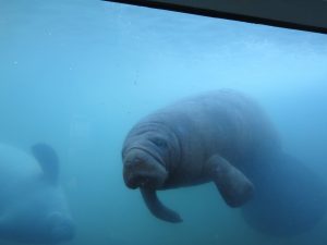 Pepe, el manatí que fue llevado herido hace 8 años al Acuario y pronto será liberado