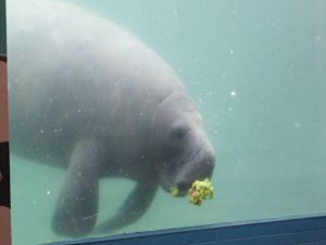 Lupita, la manatí más pequeña del Acuario que se recuperó tras una fuerte herida