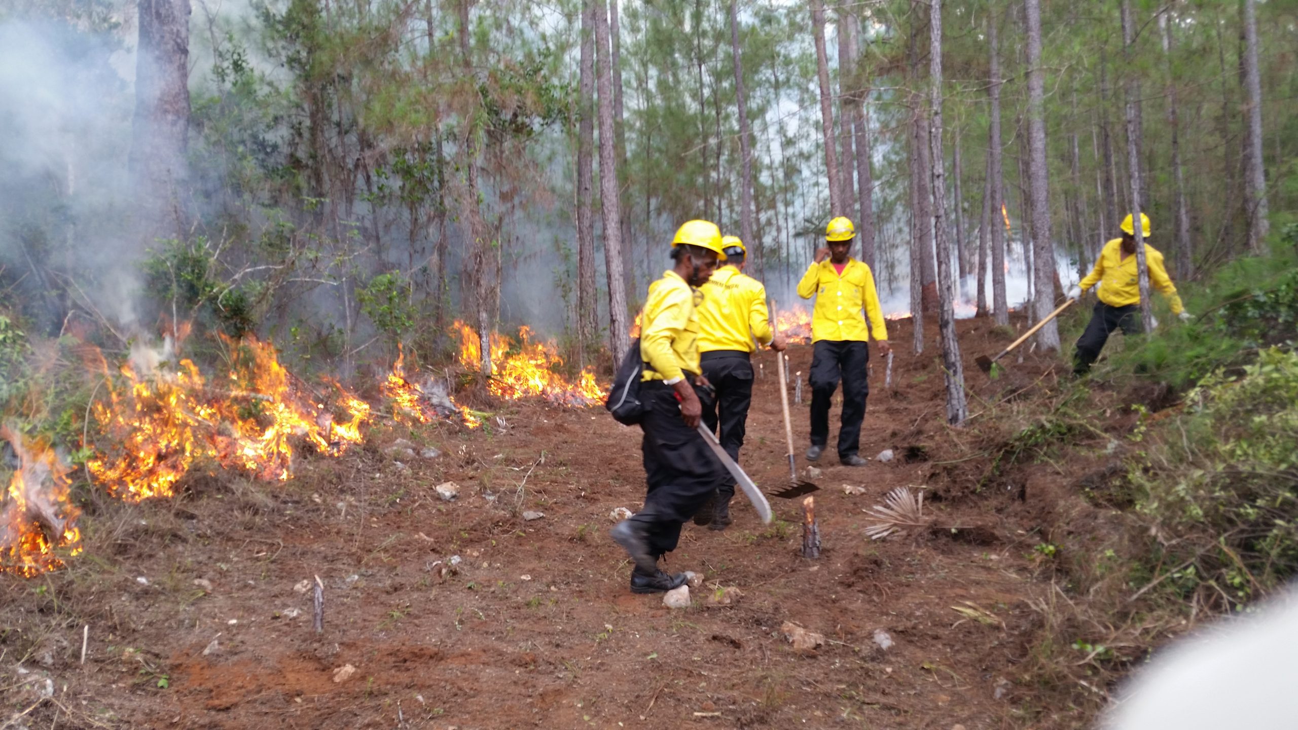 Bomberos forestales se mantienen apostados en los bosques del país para velar contra incendios forestales.