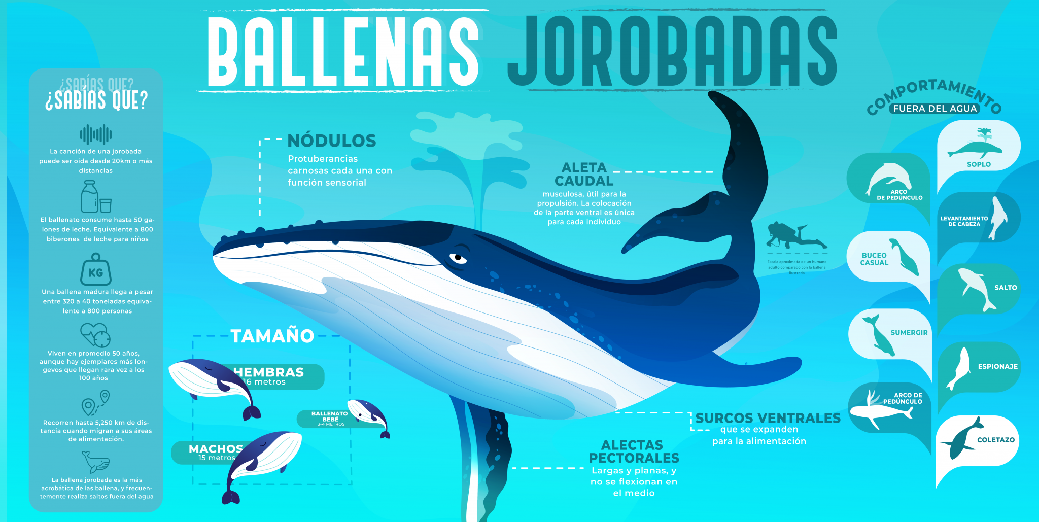 Infografia ballenas jorobadas