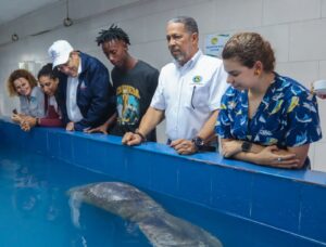 Medio Ambiente da seguimiento a evolución del manatí Jean Pedro en el Acuario Nacional