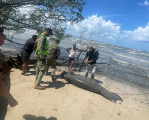 Medio Ambiente investiga causa de muerte de un manatí en Playa Los Botes, de La Isabela