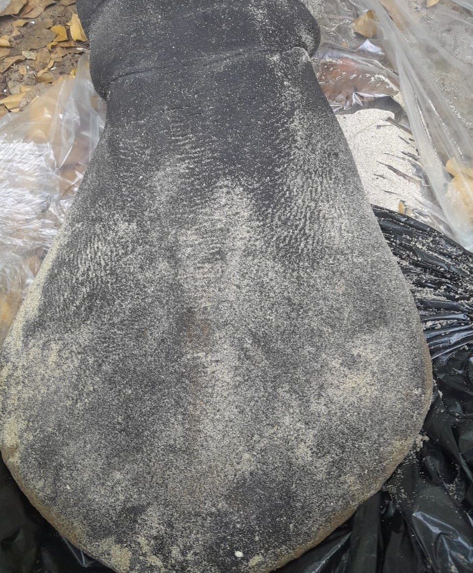 Medio Ambiente investiga circunstancias en que murió un bebe manatí encontrado en una playa de Puerto Plata