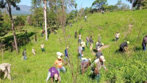 El Plan Nacional de Reforestación ha plantado más de 600 mil árboles en Dajabón y Restauración