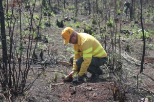 Bomberos forestales plantan 3,000 árboles en área de Loma Guaigüí afectada por incendio