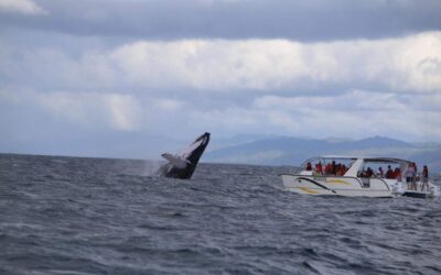 Medio Ambiente abre convocatoria sobre el proceso de recepción, evaluación, emisión y entrega de las autorizaciones temáticas ambientales para la temporada de observación de ballenas 2024