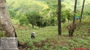 Proyecto Forestal Sabana Clara ha plantado más de 74,000 árboles en el área de los ríos Libon y Neyta de la cuenca Artibonito