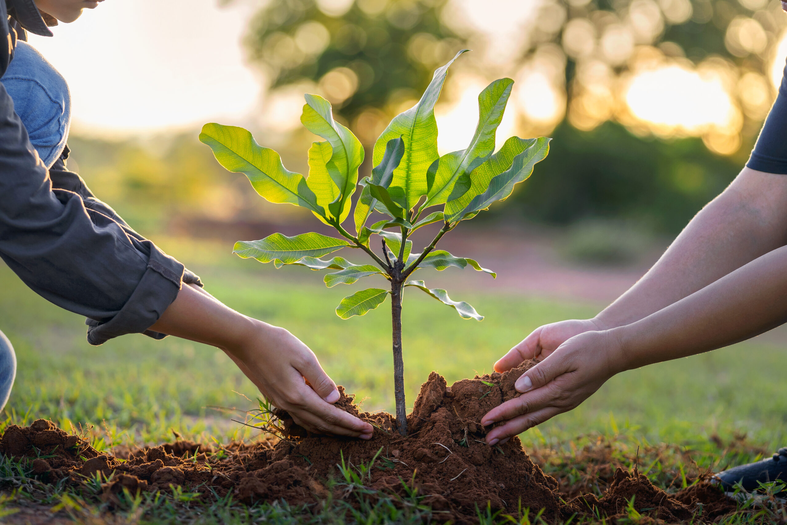 Reforestacion