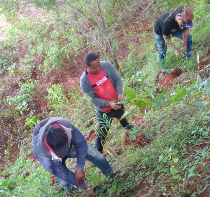edio Ambiente y el MEPyD plantan árboles de varias especies en zona fronteriza de PedernalesM