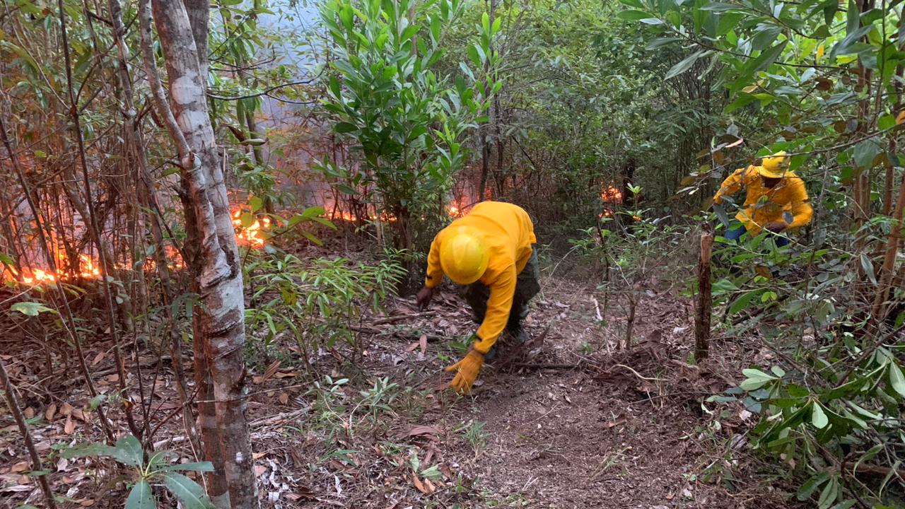 Bomberos forestales investigan si hubo responsables en el incendio que extinguieron la noche del martes en Loma Novillero