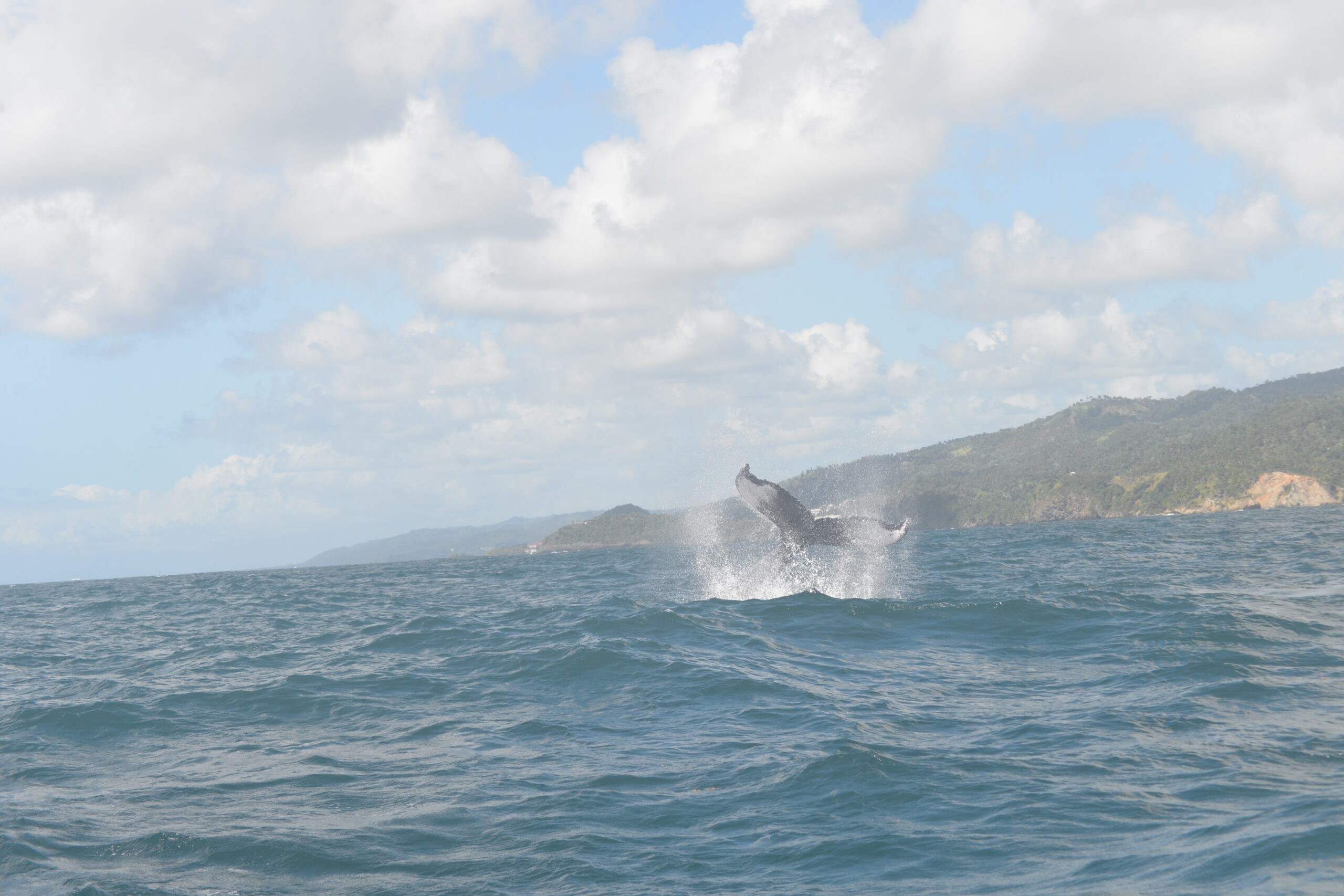 Medio Ambiente desarrolla con periodistas una jornada de concienciación sobre protección de las ballenas jorobadas