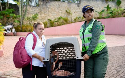 Medio Ambiente rescata siete flamencos en alojamiento turístico de Puerto Plata