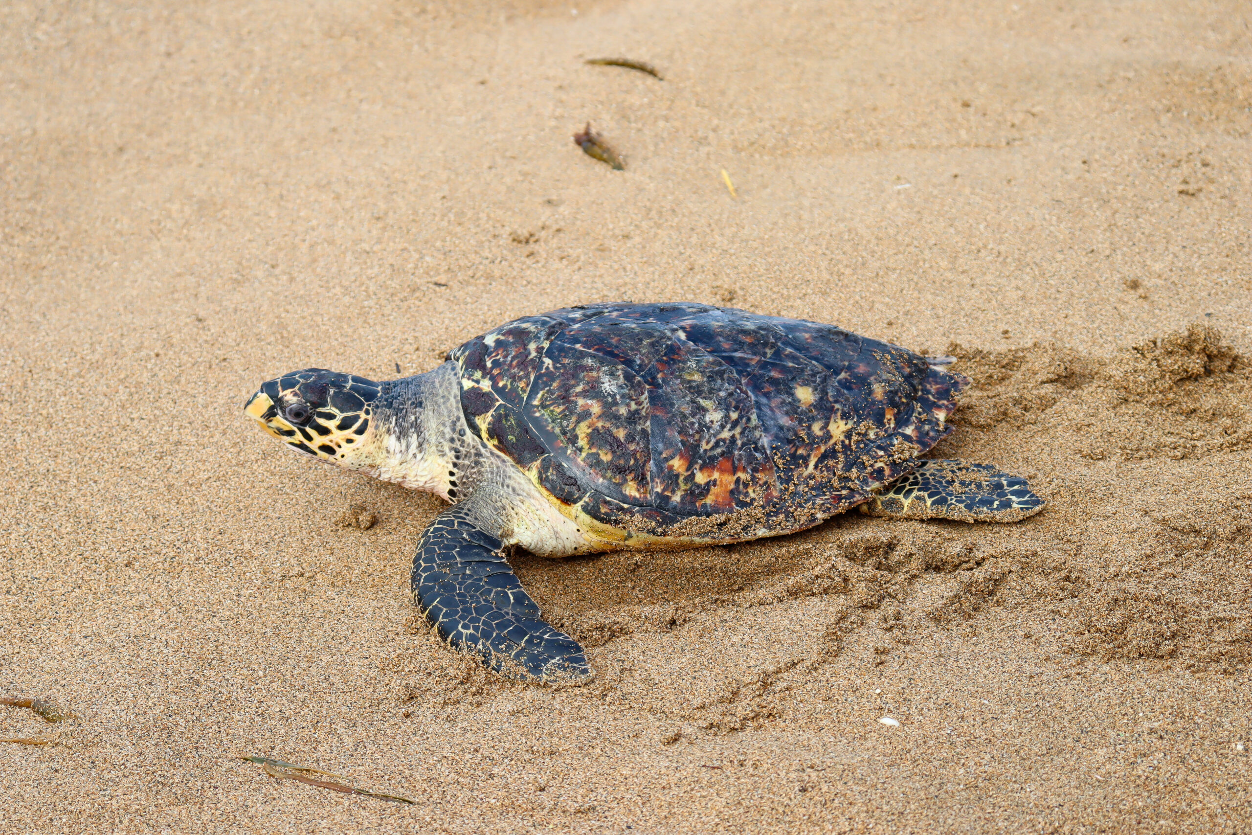 Medio Ambiente pide a bañistas cuidar las tortugas marinas