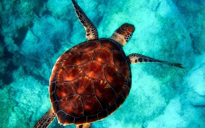 Medio Ambiente establece área protegida marina de 18.4 kilómetros cuadrados para tortugas en Laguna Arrecifal de Bávaro