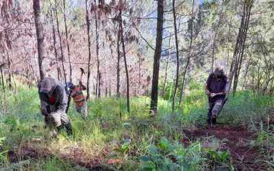 Medio Ambiente planta árboles en área del parque José del Carmen Ramírez afectada por incendio