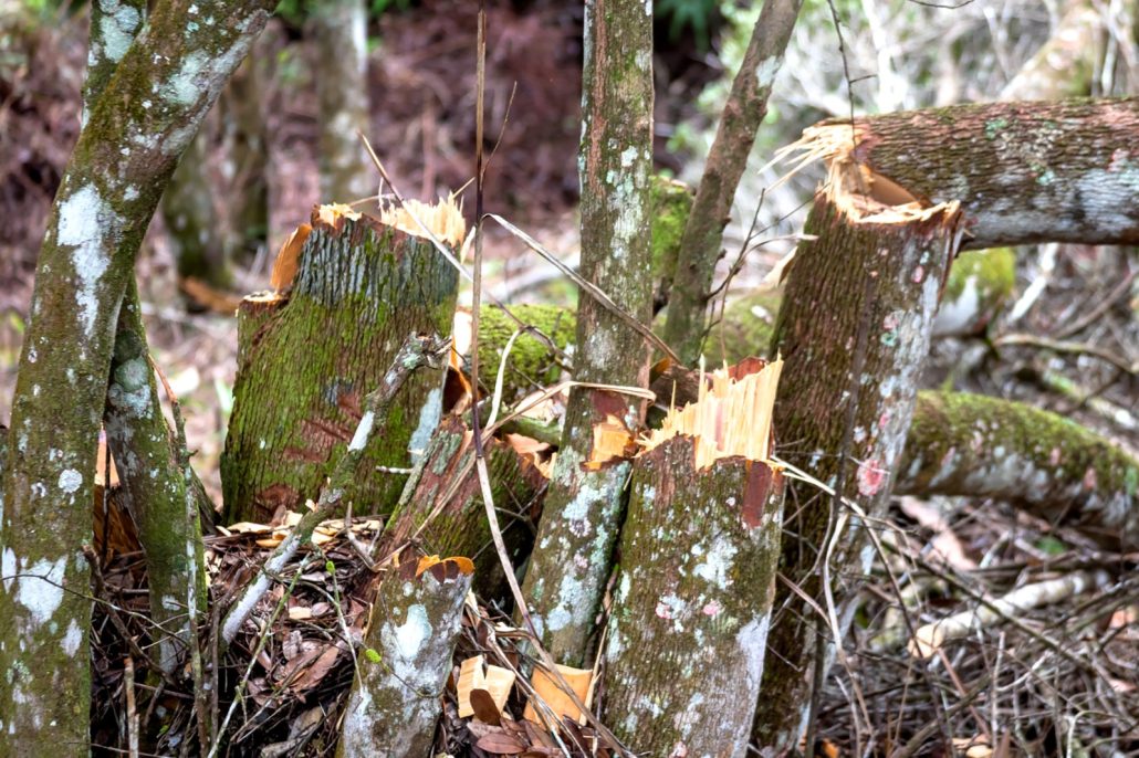 Medio Ambiente apresa a un dominicano por depredar bosque en el Parque Nacional Nalga de Maco<br />
