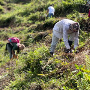 jornadas de plantación en el Día Mundial del Medio Ambiente