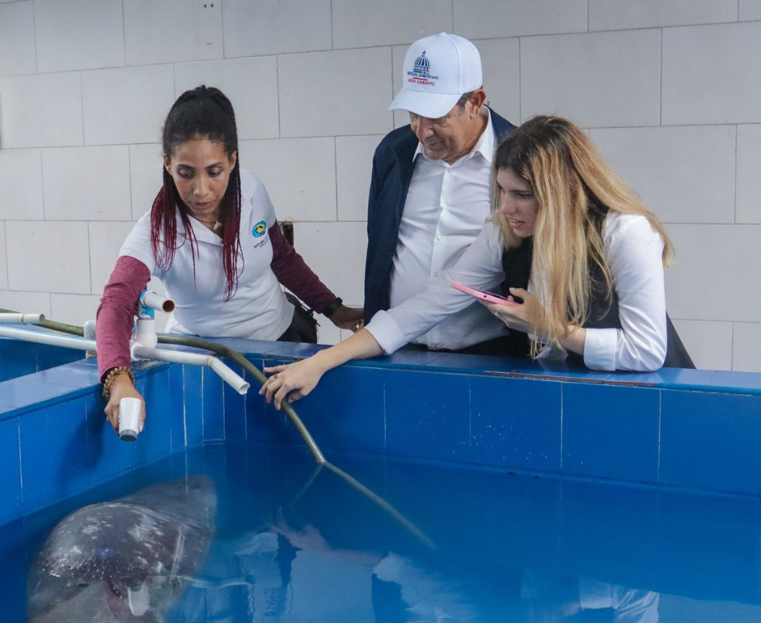 través del Viceministerio de Recursos Costeros y Marinos, ha venido implementando un programa de conservación para el manatí antillano