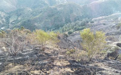 Bomberos forestales extinguen incendio en el Parque Nacional Valle Nuevo