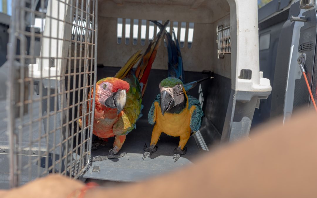 Medio Ambiente hace llamado al registro obligatorio de animales exóticos en el país