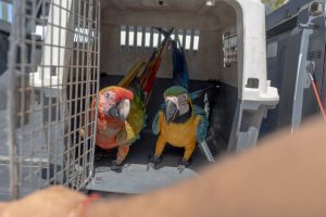 Medio Ambiente hace llamado al registro obligatorio de animales exóticos en el país