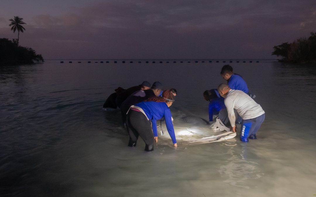 Jean Pedro, el manatí rescatado en San Pedro de Macorís, vuelve a su hogar