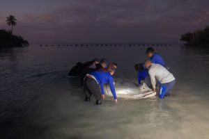 Jean Pedro, el manatí rescatado en San Pedro de Macorís, vuelve a su hogar
