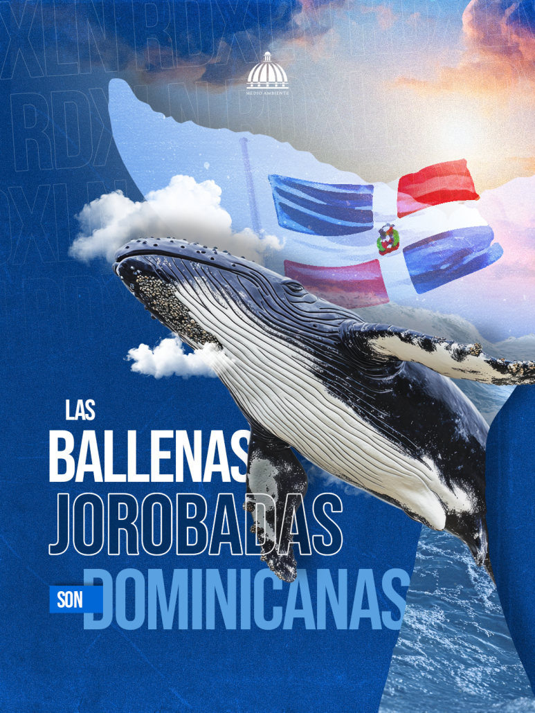 140226 Portada carrusel Temporada de Ballenas V2