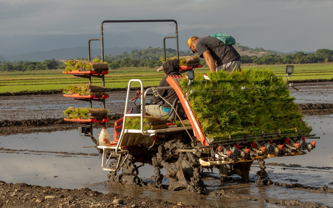 Inician siembra de arroz con prácticas sostenibles en parcelas demostrativas del Bajo Yuna