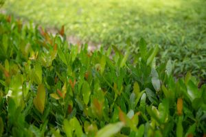 Medio Ambiente aclara que las plantas para fines de reforestación no se comercializan