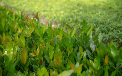 Medio Ambiente aclara que las plantas para fines de reforestación no se comercializan