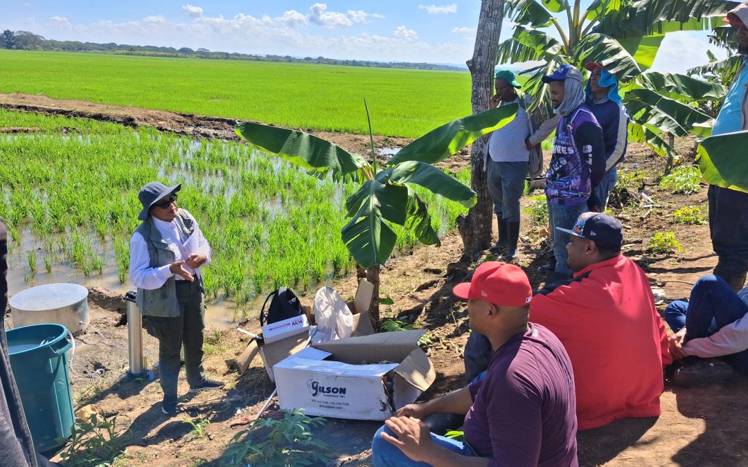 Medir mejor para producir mejor: tecnología al servicio del arroz