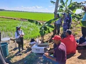 Medir mejor para producir mejor: tecnología al servicio del arroz