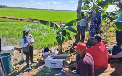 Medir mejor para producir mejor: tecnología al servicio del arroz