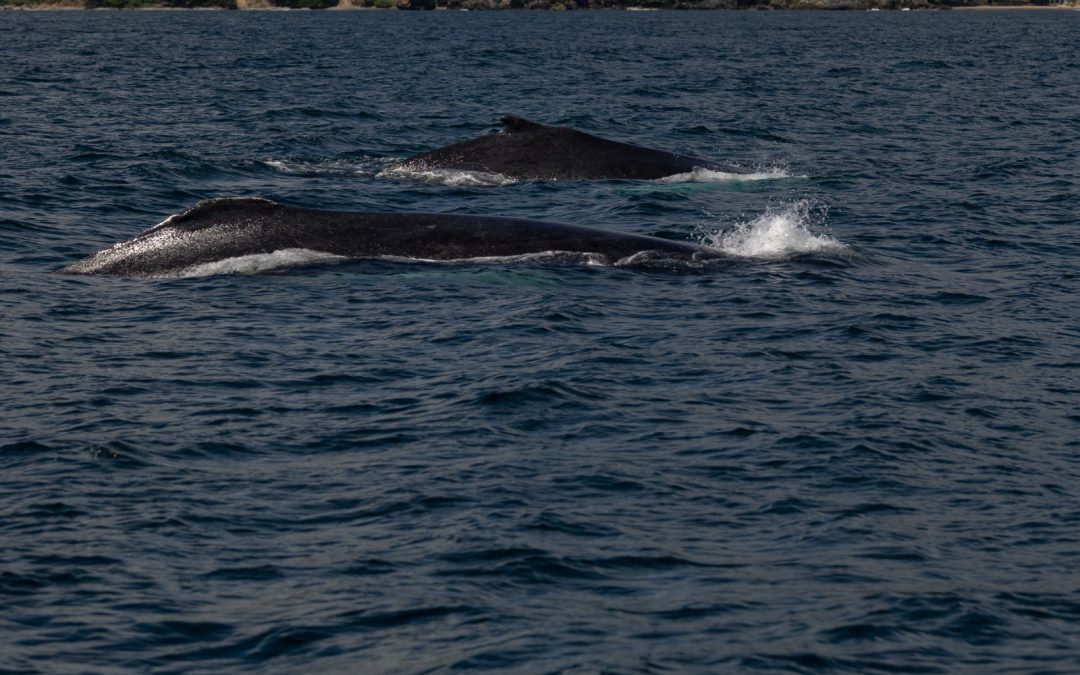 Gigantes del Atlántico: el regreso majestuoso de las ballenas jorobadas