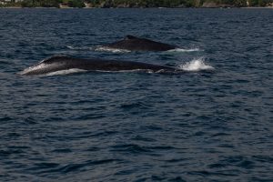 Gigantes del Atlántico: el regreso majestuoso de las ballenas jorobadas