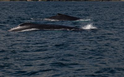 Gigantes del Atlántico: el regreso majestuoso de las ballenas jorobadas