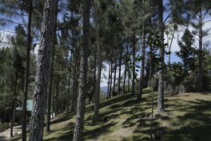 Medio Ambiente presenta balance de gestión y consolida avances en protección ambiental