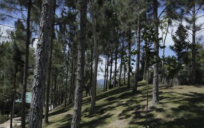 Medio Ambiente presenta balance de gestión y consolida avances en protección ambiental