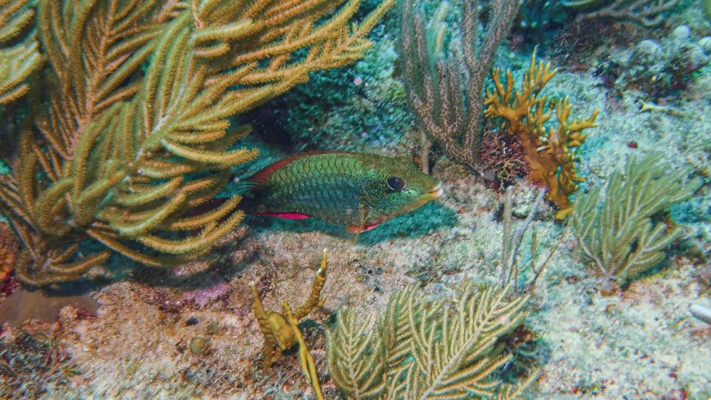 BOCA DE YUMA 20230915 Sparisoma aurofrenatum1