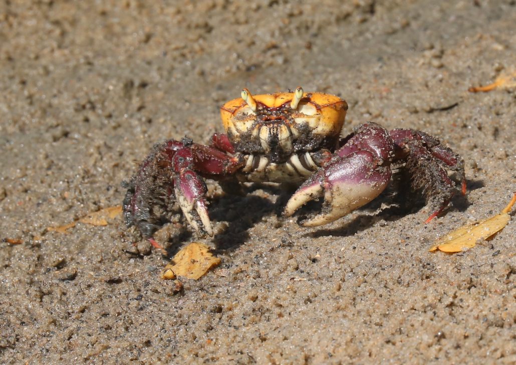 Cangrejo