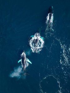 Medio Ambiente lidera ambiciosa expedición científica que revela cifras excepcionales de ballenas jorobadas en el Banco de Navidad