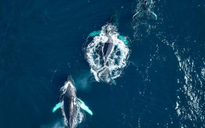 Medio Ambiente lidera ambiciosa expedición científica que revela cifras excepcionales de ballenas jorobadas en el Banco de Navidad