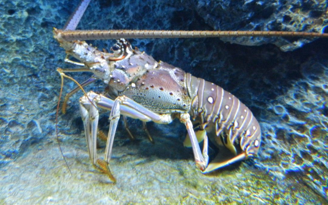 Activan temporada de veda para garantizar la conservación de especies vitales para la salud de los ecosistemas